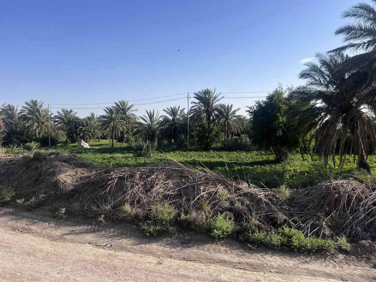 السلام عليكم
بستان طابو 5 دونم خلف مطعم الأمين وجهه علئ الشط
توجد كهرباء وبوري ماء 
للاستفسار ***********
