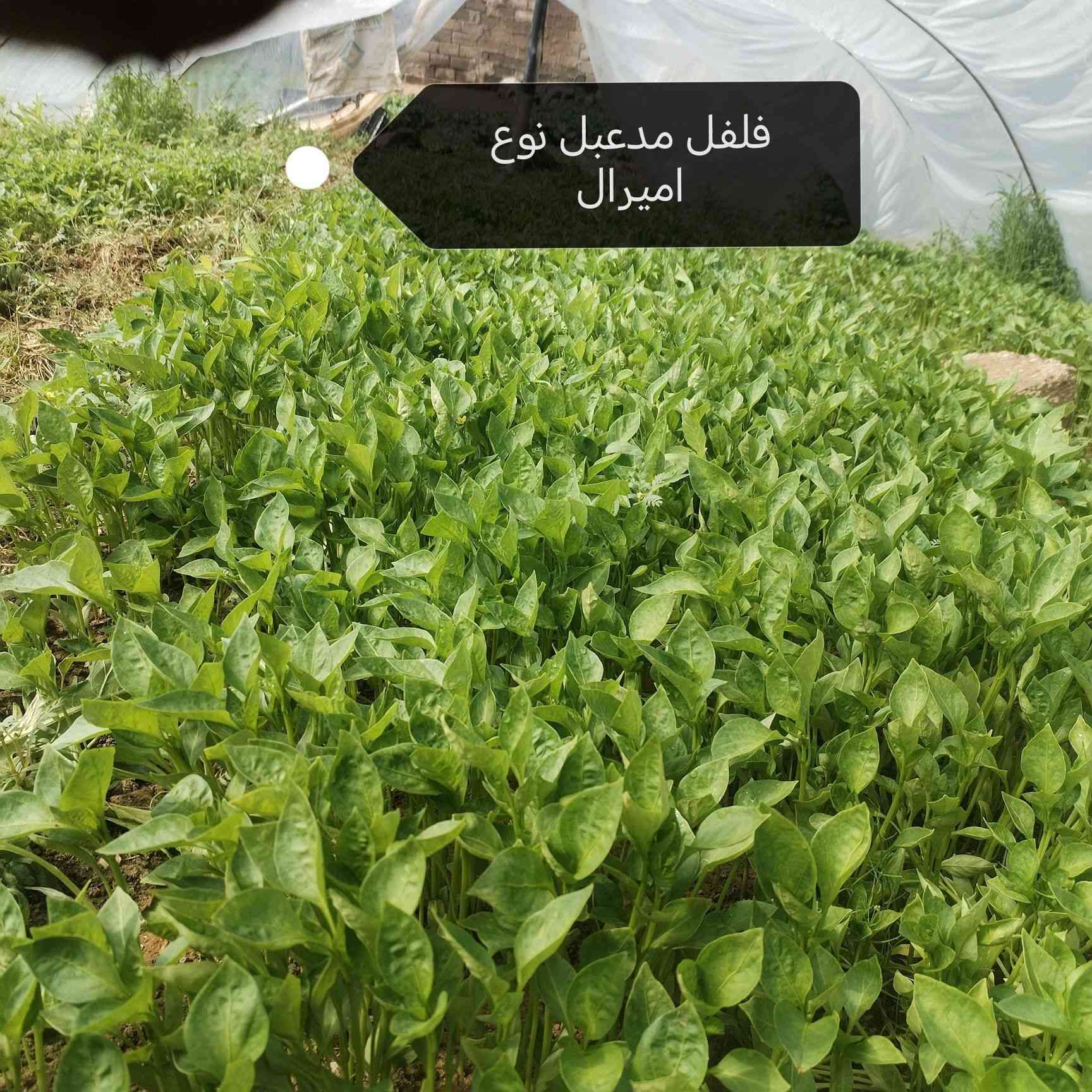 السلام عليكم
يوجد شتل 
فلفل حاد نوع فروله
فلفل مدعبل نوع اميرال
فلفل بورصه اصابع
شتل باذنجان نوع رافدين
***********
