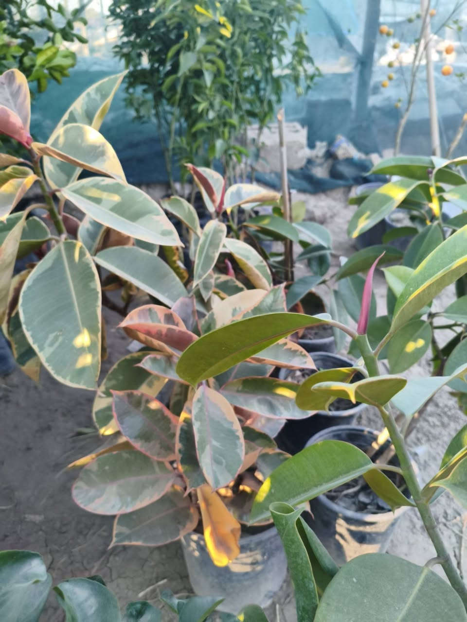 بسم الله تم بعون الله افتتاح مشتل مقابل البنفسج  وبأسعار مناسبه


**إذا كنت صاحب هذا الإعلان وتريد حذفه لأي سبب، رجاءا أرسل رسالة إلى الدعم الفني**