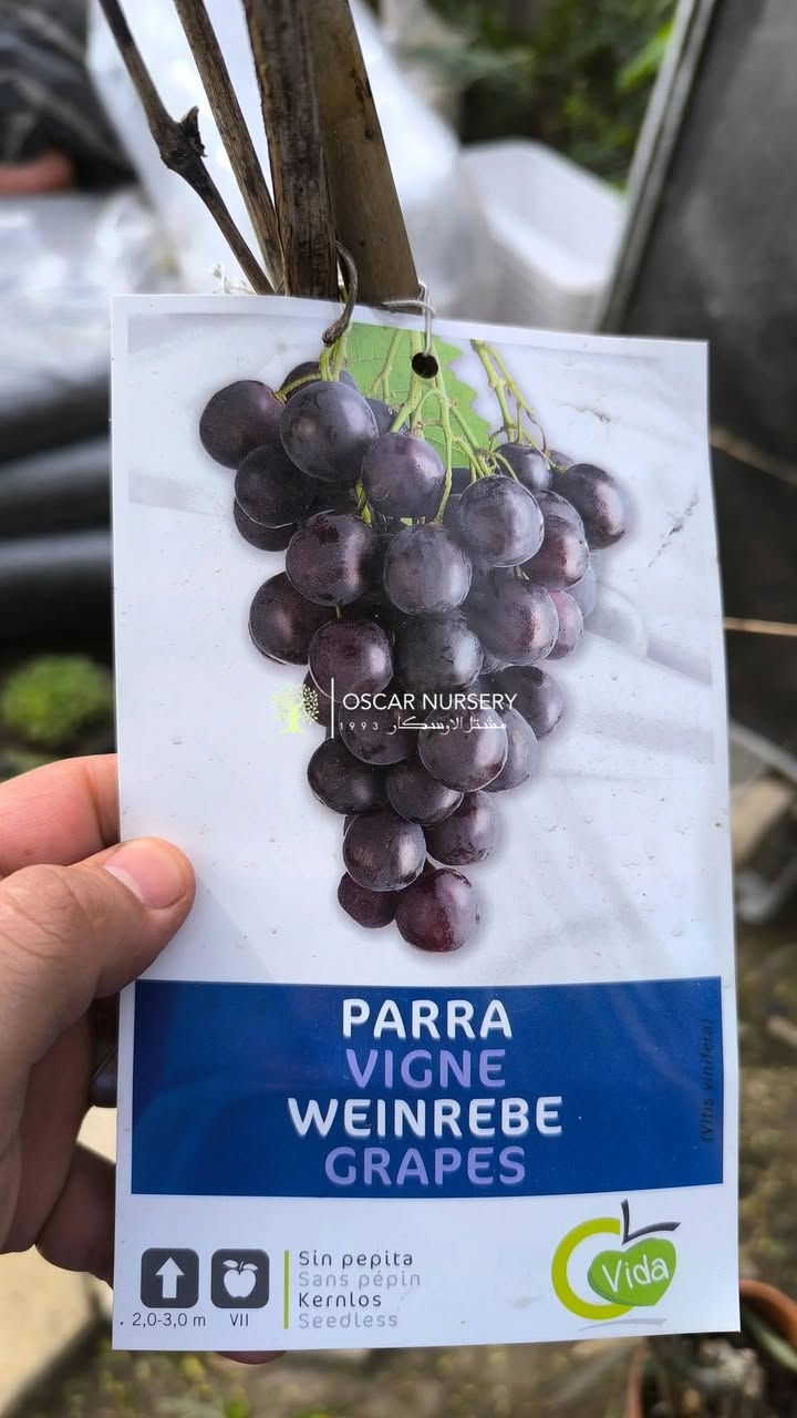 مجموعة متنوعة من الفواكه الإيطالية 

📍 زورونا في موقعنا:
مشتل الأوسكار – حي الحنانة – شارع نجف _ كوفة
(مقابل غرفة تجارة النجف و فريندز كافيه ومطعم شريف– مجاور متنزه الحنانة العائلي)

🕗 أوقات الدوام:
من 8:30 صباحاً إلى 8:00 مساءً

📞 للطلب والاستفسار:
*********** – ***********
(اتصال / واتساب / مراسلة عبر فيسبوك)
 متوفر دفع  زين  كاش ومتوفر ماستر  

🚗 يتوفر توصيل داخل النجف
موجودين في تطبيق توترز لبعض المواد الزراعية 
أهلاً وسهلاً بكم دائماً في مشتل الأوسكار 🌹🌹🌹
