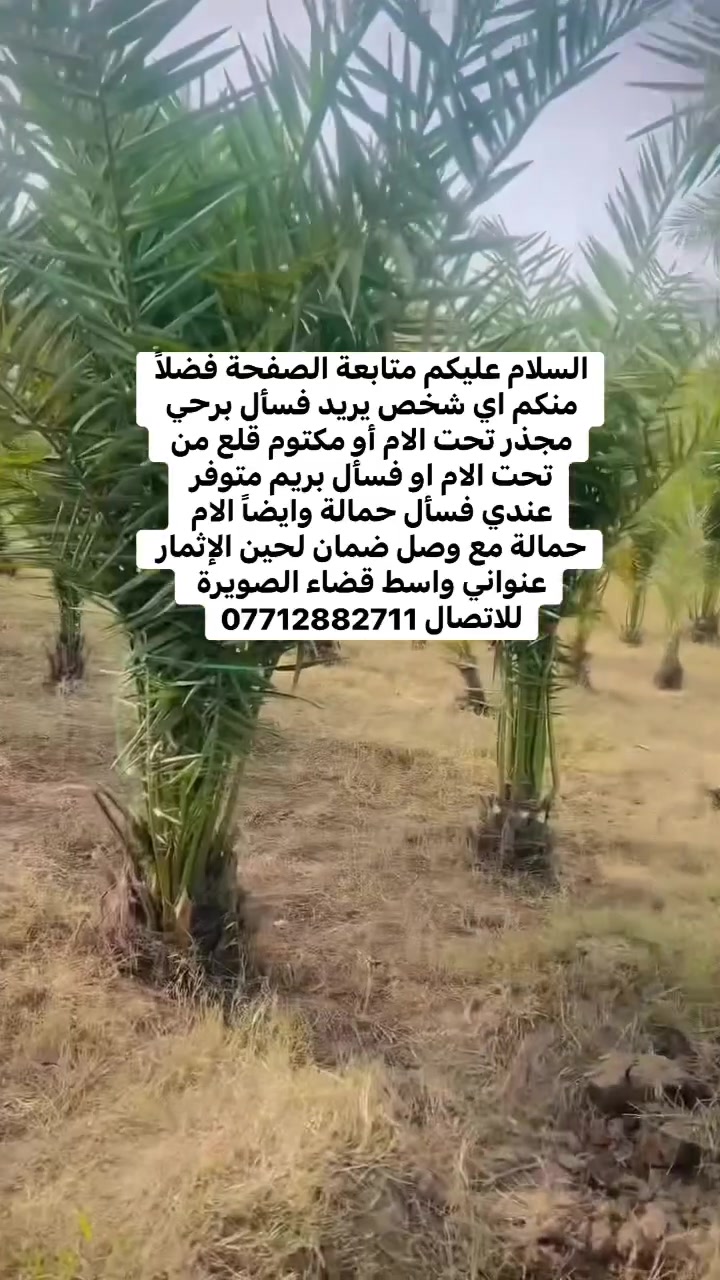 السلام عليكم متابعة الصفحة فضلاً منكم اي شخص يريد فسأل برحي مجذر تحت الام أو مكتوم قلع من تحت الام او فسأل بريم متوفر عندي فسأل حمالة وايضاً الام حمالة مع وصل ضمان لحين الإثمار عنواني واسط قضاء الصويرة للاتصال ***********
