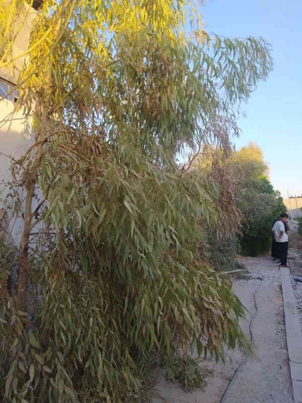 بسم الله الرحمن الرحيم اسعد الله اوقاتكم احبتي يتوفر لدينا 1300 متر وبيه بيت قاطين يتكون من 8 غرف كبيرة وديوان وحديقة كراج جبير طابو زراعي عراقي مكاتبه وي صاحب الارض عنوان البصره ابو الخصيب ام نعاج طريق معمل ثلج الامي وطب سعر 650 وبيه مجال ***********.    ***********
