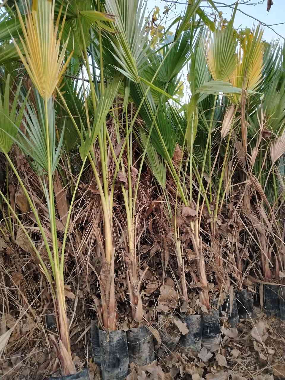 واشنطونيا إرتفاع متر إلى  مترين ونص عمره ثلاث سنوات بسعر ٥٠٠٠ جمله وفرد ٧٠٠٠ دينار
بابل القاسم قرب جامعة القاسم الخضراء
***********
