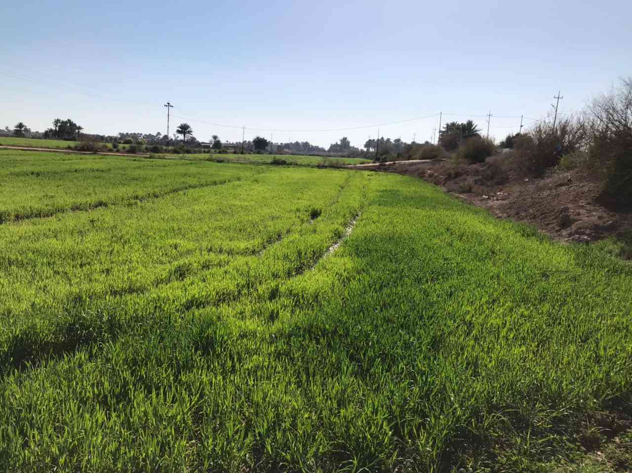 السلام عليكم توجد ارض للبيع توجد كل الخدمات بها ماي السقي وماي رساله وكهرباء وتبليط وتحتوي على بيتين العنوان واسط قضاء العزيزيه الدير الادنى الاستفسار على هذا الرقم ***********  ***********
