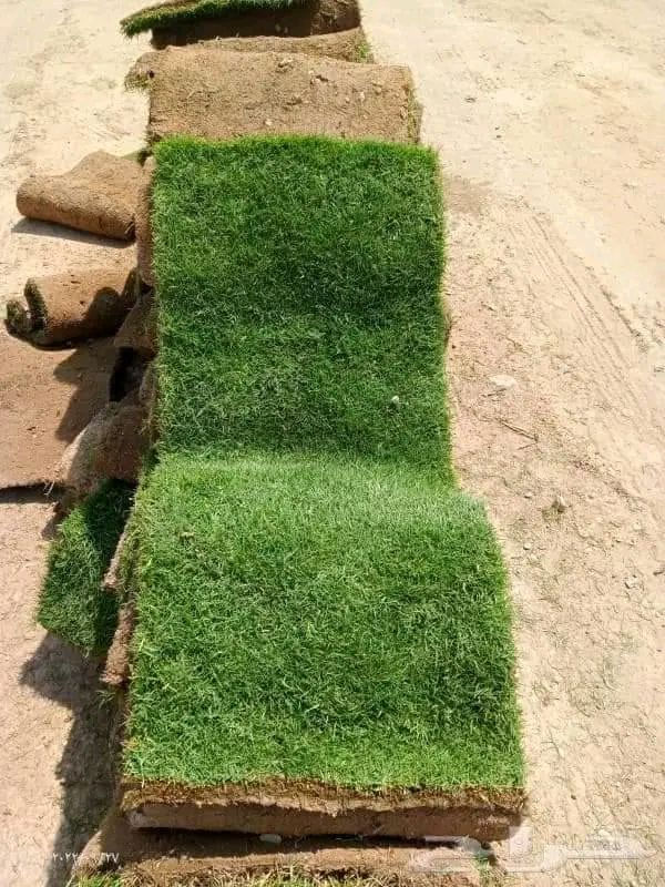 وجبه جديده من الثيل الهندي نعومه خضار 
مشتل عروس الفرات نهاية العلكاية طريق المحاويل
رقم المشتل ***********
