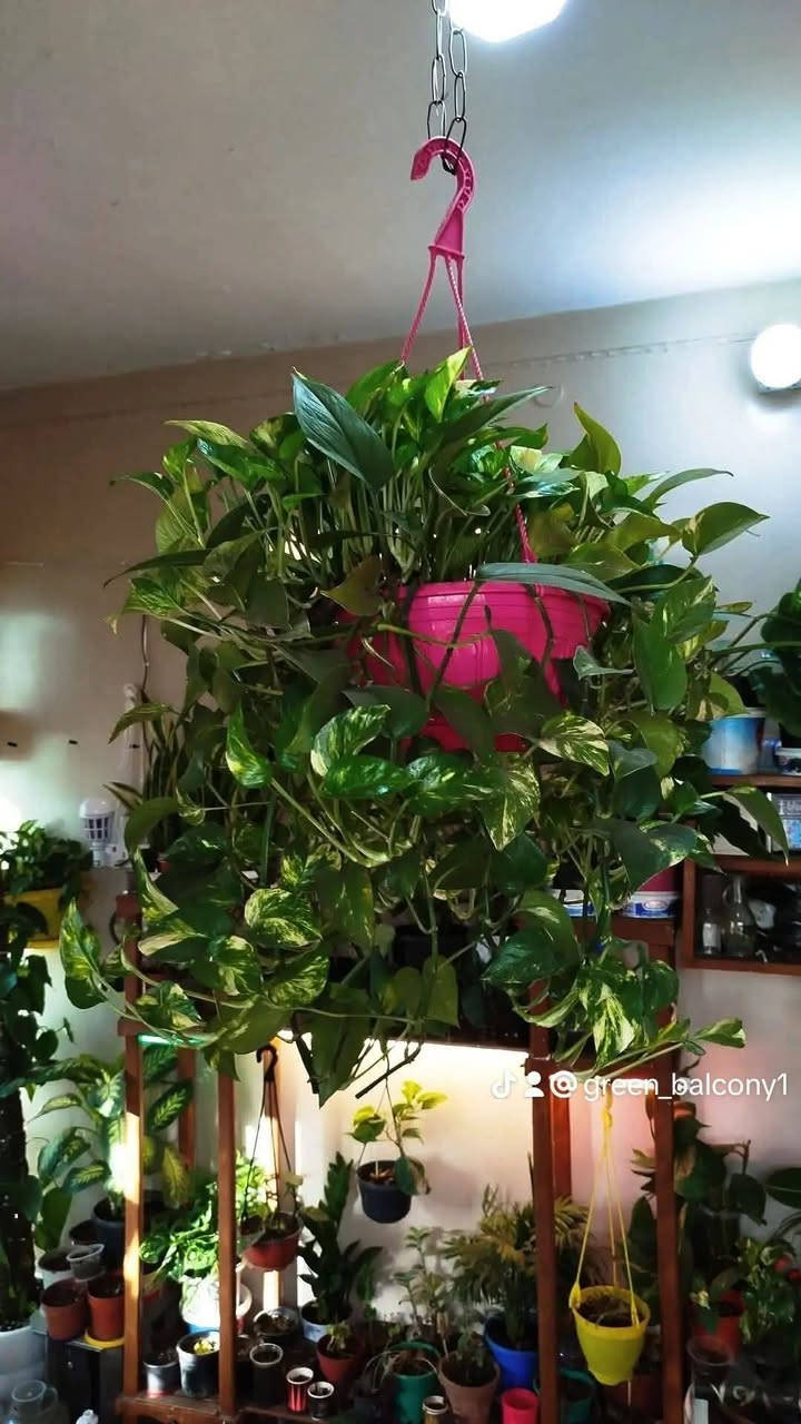 لأنّ حلالك ونباتاتك تهمك وتهمنا.. نحن ايضا سمعتنا تهمنا لان الصدق والامانة رأس مالنا! نعرف تماماً أن السوق أصبح مليئاً بالعروض، ونعلم أن الكثير منكم تعرض لخيبة أمل بسبب أسمدة مغشوشة أو وعود زائفة من صفحات غير موثوقة.
​نحن في [ فواز المولى أسمدة الزراعية المائية ] لا نبيعك مجرد كيس سماد، نحن نبيعك "نتائج" تسرّ خاطرك و"أمانة" نتحمل مسؤوليتها أمام الله وأمامك.
​لماذا تشتري منا وأنت مطمئن؟
✅ الضمان الذهبي: حقك في استرجاع المبلغ بحالة لميثبت المنتج جودة ترضيك
✅ الأصالة أولاً: جميع أسمدتنا من مناشئ عالمية ومحلية رصينة، ومعززة بشهادات التحليل والباركود الأصلي.
✅ تجربتنا برهاننا: نحن لا نعرض منتجاً إلا بعد اختباره وتوثيق نتائجه مع نباتاتي الخاصة.
✅ لسنا مجرد صفحة: نحن متواجدون معكم بخبرتنا الاستشارية لنعطيك السماد الذي يحتاجه زرعك فعلاً، وليس الذي نريد بيعه فقط.
​رسالتنا لكل مزارع ومحب للزراعة:
الغش قد يربح صاحبه مرة، لكن الصدق يبني جسوراً لا تنقطع. جرّبنا مرة، وستعرف الفرق في جودة المنتج وبركة الزرع. لمشاهدة اراء الزبائن
➡️ شاهد رأيهم عن جودة المنتج عبر هذا الرابط:
https://www.facebook.com/share/p/19KXWLJ11S/
​📍 موقعنا: [موصل سايدين حي العامل]
📞 للتواصل والاستشارة: [***********] واتساب
🚚 خدمة التوصيل متوفرة لكل المحافظات مع ضمان استرجاع المبلغ بحالة لم تثبت جودته 
#فواز_المولى
