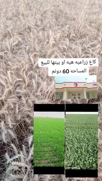 كاع زراعيه • ٦٠ دونم • واسط الكوت