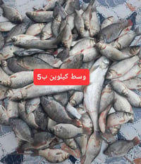 سمك • سمك طازج • سمك صيد اليوم • سمك للبيع • توصيل سمك