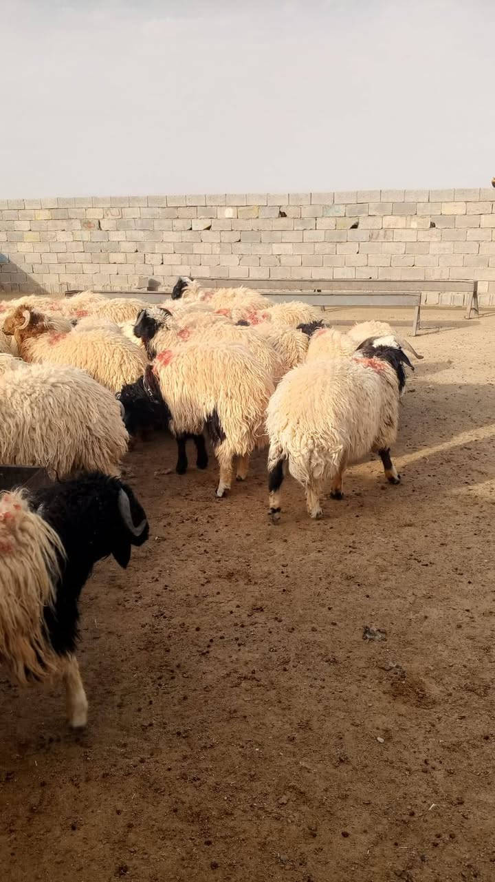 بمناسبة حلول عيد الاضحى المبارك يوجد لدينا كافة انواع الاضحي العنوان الرمادي الاتصال على رقم الهاتف ***********

