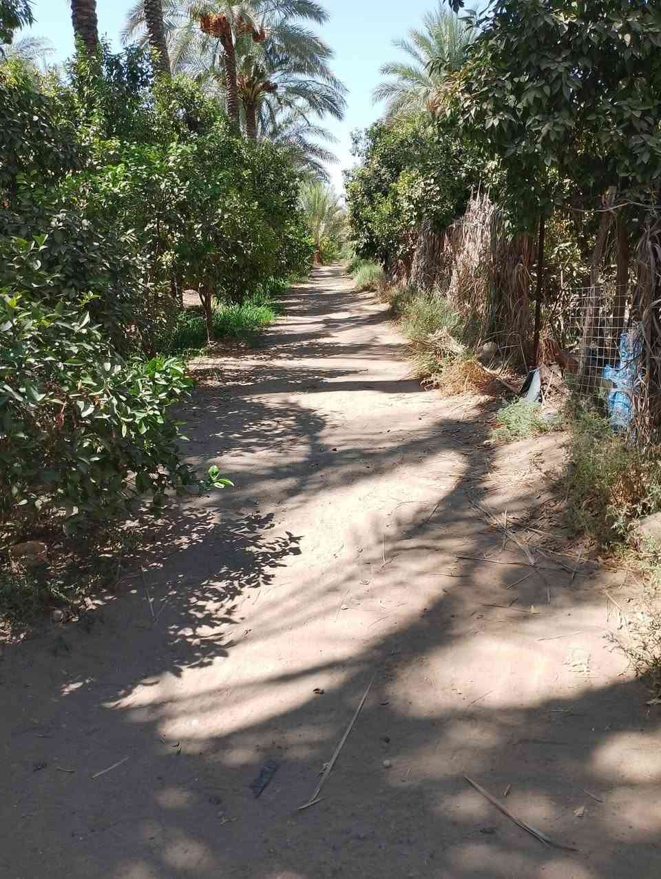 بستان 2دونم سند 25طابو تحويل باسم المشتري مع دار مع حقل دواجن الواجهه 26 والنزال 220
تقع على شارعين بلوجه اروائي وتبليط وبلظهر شارع وبزل مي صدر التفاصيل داخل الفديو
الموقع الراشديه السوامره قرب مزرعة النخيل ***********
*********** ابو احمد
