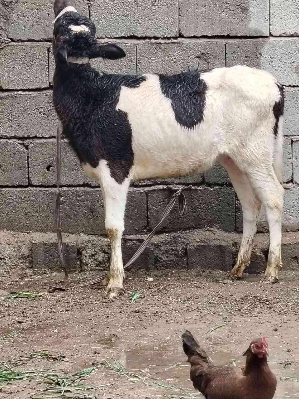 السلام عليكم
للبيع حوليه جنس هولشتاين اصليه عمرها ٦ أشهر وشرط النصاحه السعر 840وبيها مجال الاستفسار الاتصال على الرقم *********** // ***********
