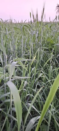 ناحية شيخ سعد • قرية الشوهانية • ٢٥دونم