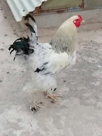 ديوكه • للبيع • سعر خاص