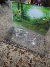 حوض سمك • زجاج • الحريه