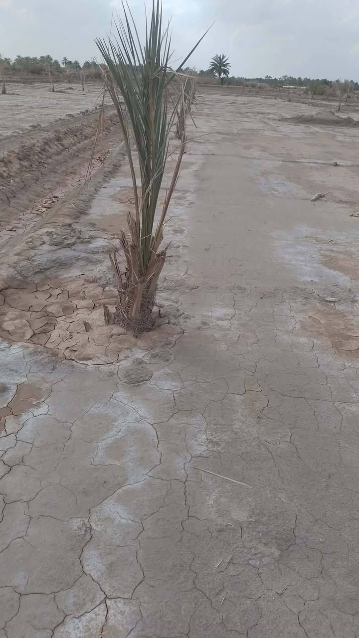 السلام عليكم للبيع ١١ دونم سند مشاتل ٤٥٥ قابل للتمليك حاليا مشتول نخيل برحي عدد ٣٠٠ نخله مكانه الصويره طريق المطار قرب سيطرة سيد احمد تبعد عن الشارع الرئيسي ٣٠٠ والأرض واجيه ١٢٠ متر ع طريق قيد الإنشاء سعر الدونم ١٣ مليون مع التحويل تلفون***********
