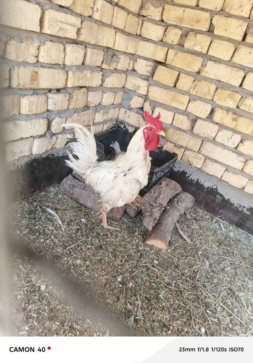 ديج افرك ودجاجه ام ركيبه كاركه جواها بيض السعر ٥٠


**إذا كنت صاحب هذا الإعلان وتريد حذفه لأي سبب، رجاءا أرسل رسالة إلى الدعم الفني**