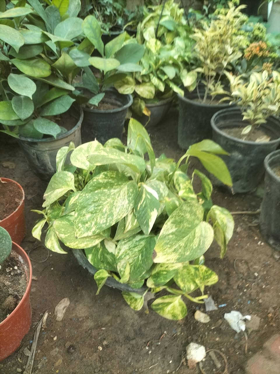 مشتل فهد فاضل بغداد الحسينيه سوق الاول فرع الاطباء
توفر لدينا جميع انواع النباتات الظليه والشمسيه 

يوجد لدينا توصيل داخل حسينيه فقط اتصال على الرقم واتساب ***********
