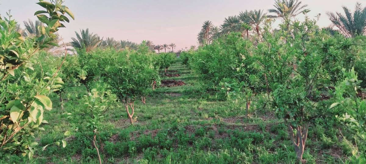 السلام عليكم
شتلات برتقال للبيع بدون شلاع 
قياس متر / 150 الئ 250 / سعر من 5000 // 7000 // تلاف
مكان الفلوجه الشهابي البحديد الناصر  ***********
