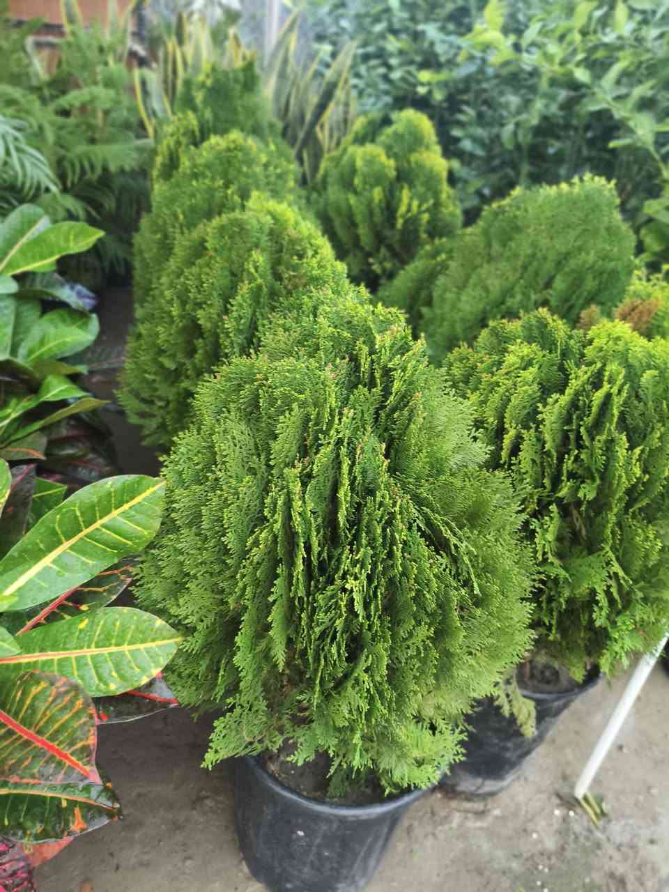 اللهم صلي على محمد وال محمد ❤️
جمعه مباركه عليكم 
تم بعون الله وصول نباتات 
الاشجار الخارجيه والداخليه 
العنوان شهربان حي العصري بصف المستشفى العام


**إذا كنت صاحب هذا الإعلان وتريد حذفه لأي سبب، رجاءا أرسل رسالة إلى الدعم الفني**