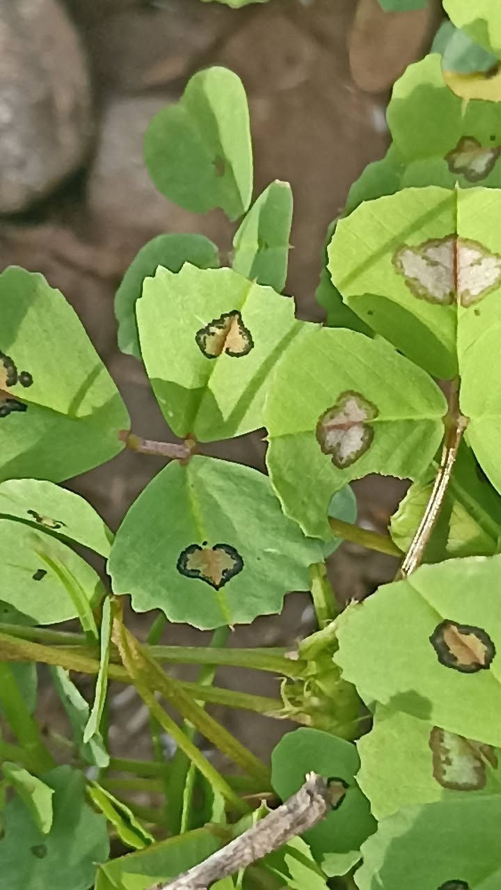 نبات جميل لا يحتاج لأزهار


**إذا كنت صاحب هذا الإعلان وتريد حذفه لأي سبب، رجاءا أرسل رسالة إلى الدعم الفني**