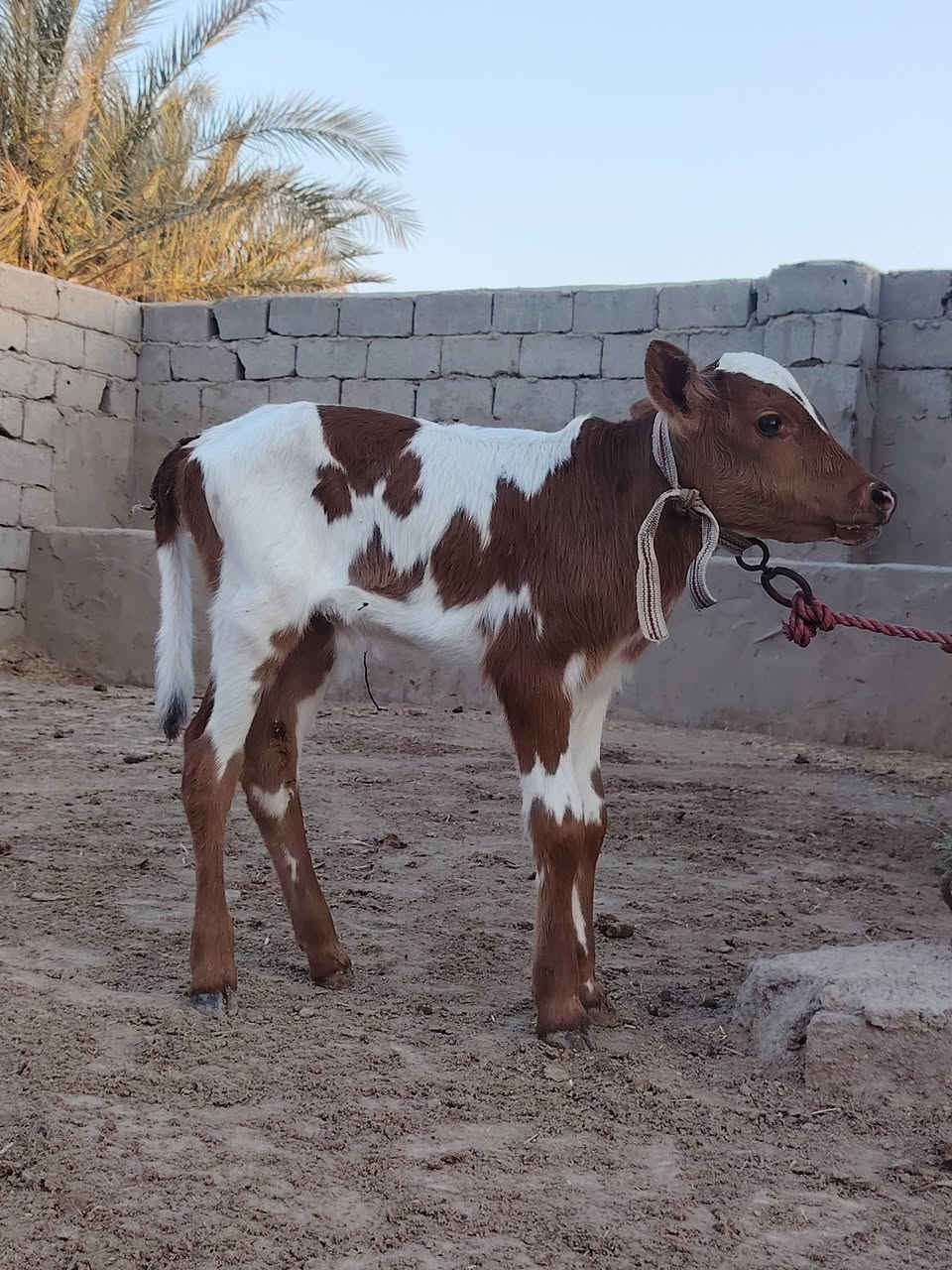ماشاء الله تبارك رحمان دابه أم ثالث بطن وراها عجل تحلب وكتين وينه ليدور دابه مالت جناي مينه مجنيه يواحد يحلبهه صاحبت ماعون وشطر وهشه بلحليب شرط لحليب ودسامه مالت عايله حلوه وخشنه مشروطه كافه شروط لجني لسعر 2800 لمكان بابل شوملي لسفسار،، ***********,///***********
