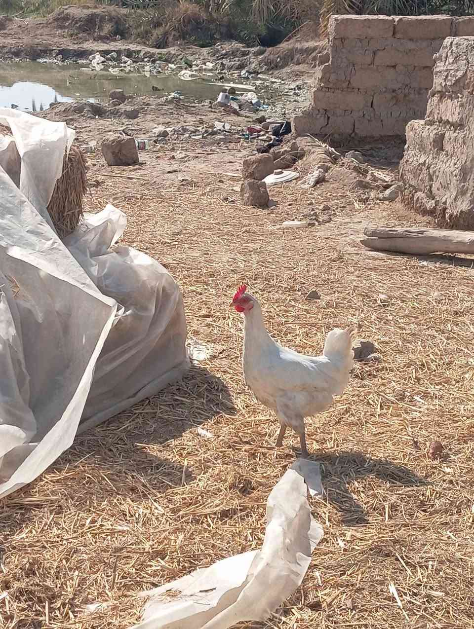 للبيع فسيفس حايلل ودجاجه تبيض
***********
