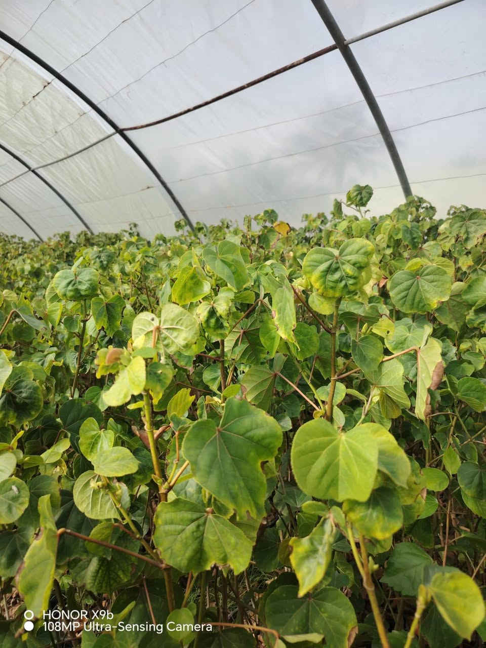 مشتل المجمعات ***********
