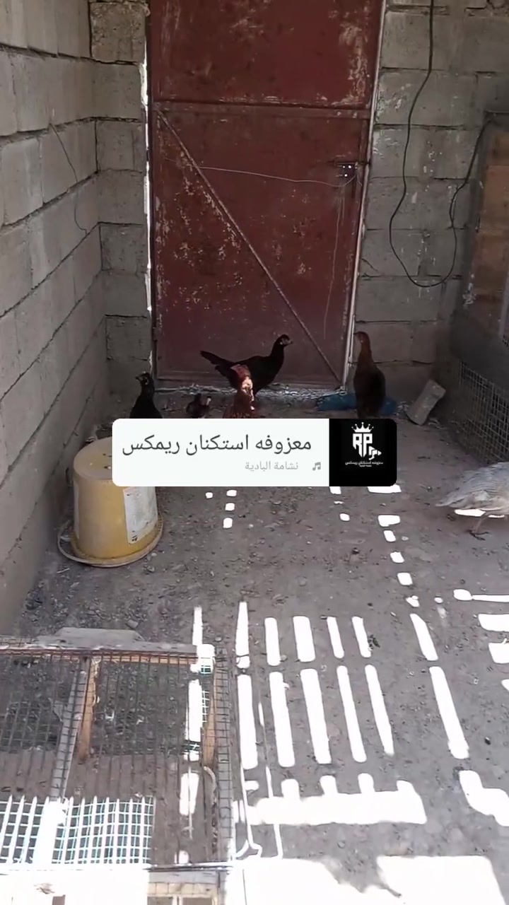 متاح دجاج ثمانيه مع ديك ابو رقيبه مع شيني اثنين مع وز العدد 6 المكان ديالى السعديه رقم***********
