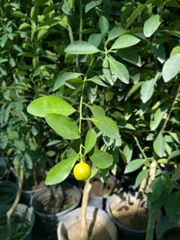 برتقال صيني • ارتفاع ٢م+ • كنعان الشارع العام