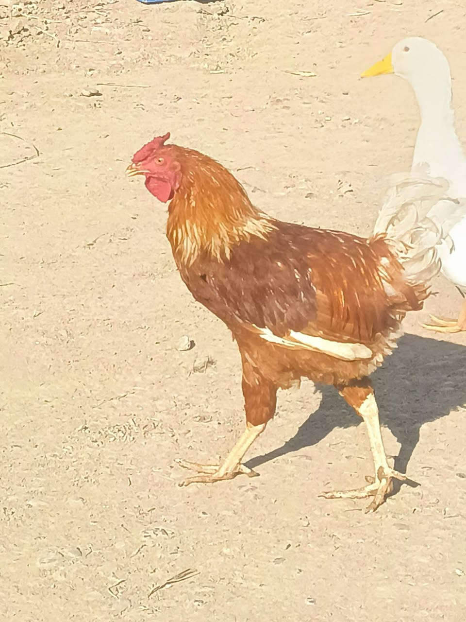 متاح 6 ديوكة عرب مال ذبح ديج ب 10 قفل المكان زملت حمد يم مستوصف الباججي ‪***********‬‏ ‏
‏‪***********‬‏👉بي واتس اب
