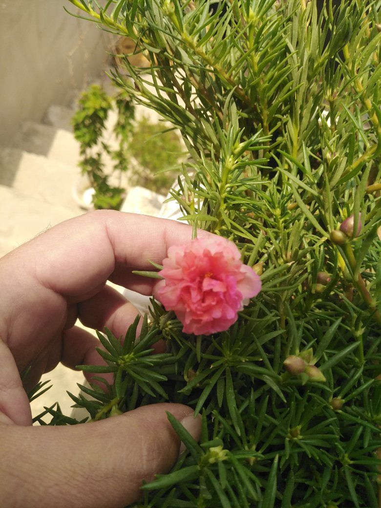 ورد الصباح العراقي والأمريكي وجمال وروعة ورد البربين تزهير اليوم ٢٠٢٦/٦/٤ 🌹🌹🌹🌹


**إذا كنت صاحب هذا الإعلان وتريد حذفه لأي سبب، رجاءا أرسل رسالة إلى الدعم الفني**