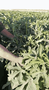 بذوربانيه متعهدبيهدرجهاولئنوعيه الي وولبذورالعبير07839681625