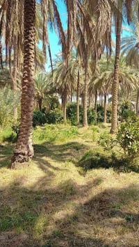 دونم وربع • سند ٢٥ • بيت ٢٠٠م