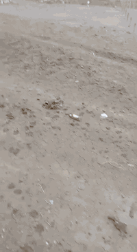 اخوان عندي دونمين زنجيل مباشرة على تبليط شارع السرية يم بيت عزت الوجه ...