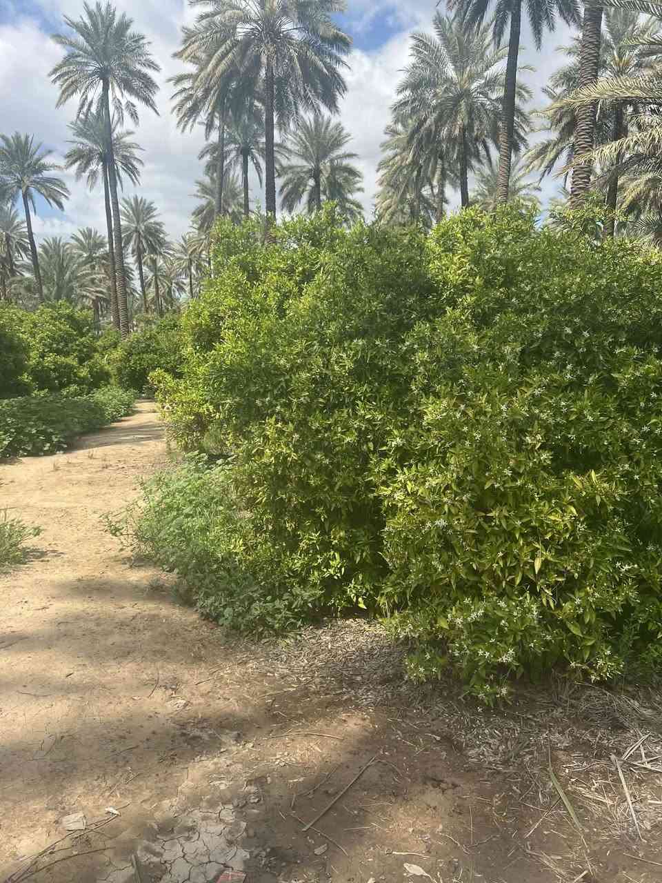📢اعلان  دونم في بغداد منطقه الراشديه 🍋🏕️👍
📍الموقع : بغداد الراشديه 
☘️المساحه : ٢دونم ملك صرف تتحوال بإسم المشتري 
🎍
🔚 
📝 موقع مميز 👌
 🍁مكتب   الراشديه 🍁
للاستفسار الاتصال على الارقام التاليه او زياره    
📹مستعدون  لعرض  عقاراتكم ولتسهيل عليكم البيع بالسرعة الممكنة ويفضل من المالك الشرعي للعقار   👌حصرا لتكون المصداقية مع المشتري حصرا... مع التقدير✅ 
 
مكتب دلالية ابو جود ☎️🤳✅️واتساب***********

⚠️موقع المكتب 
شمال بغداد منطقة  الراشدية 
يبعد عن ناحيه الراشديه 10 دقايق 💫 
 #بيوت #مشتملات #بيع #شراء #استثمار #الحسينية #عقارات_بغداد #العراق #بغداد #عقارات_الحسينية #طابوملك_صرف #سكني #عقارات #موصل_بغداد_كركوك_حله_نجف_بصره #العراق_السعوديه_الاردن_الخليج #المحافظات_العراقية #بصره_بغداد_ميسان_ذي_قار_كل_المحافظات #اوربا_المانيا_النمسا_هولند #الخليج #دبي_قطر_الاردن_لبنان_العراق #العالم #انجاز #مقالب #سؤال #الشعب_الصيني_ماله_حل #اكسبلور #ريلز #متابعين #هاشتاق #بغداد_بصرة_موصل_الكويت_الخليج_دبي 💫اخوكم *********** وخادمكم  ابو جود
