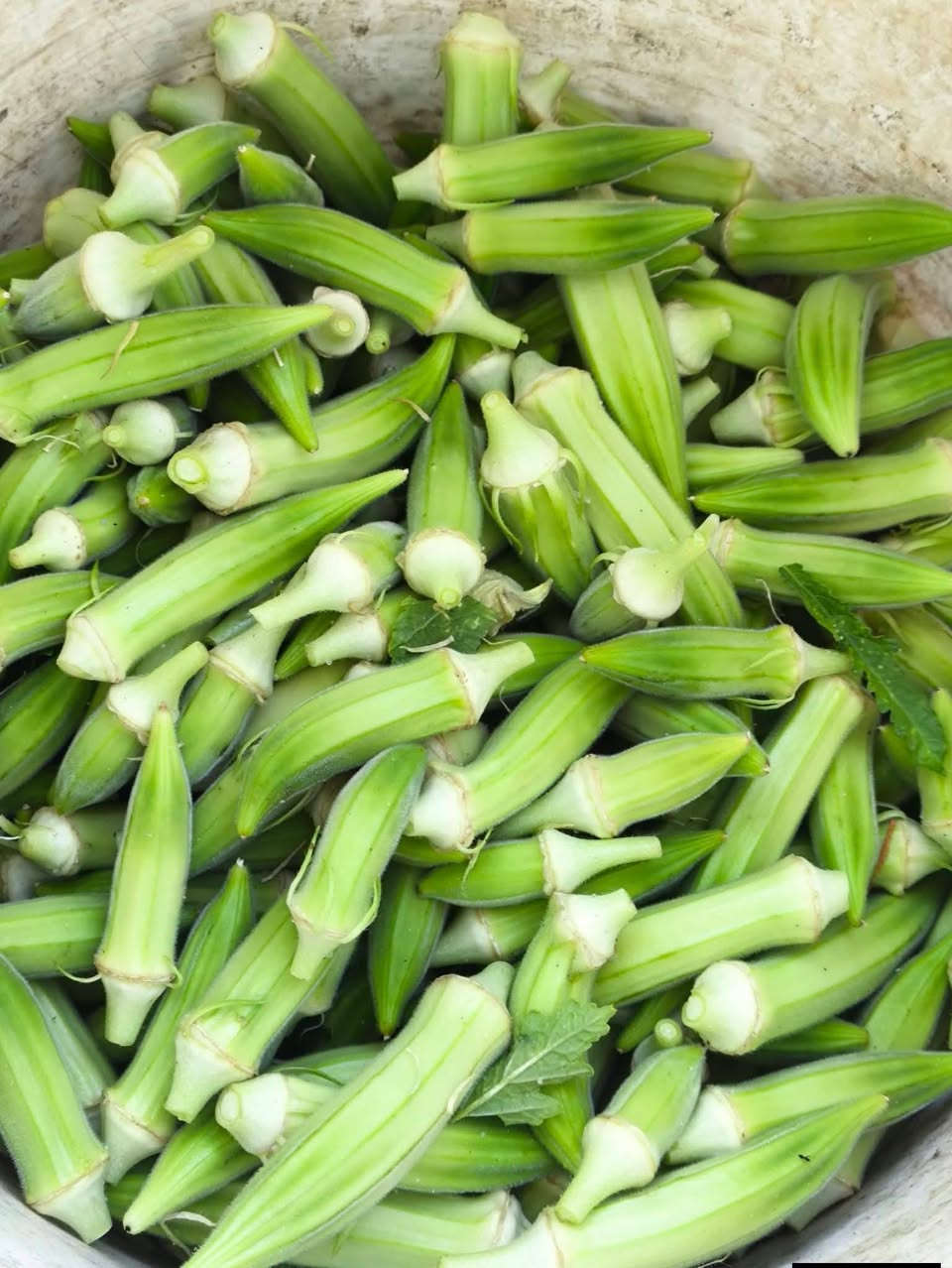 السلام عليكم  بذور بانيه لبيع متعده
نوعها. لاهوبه  كما موضح بل صوره.. 
الكيلو ب ٢٥   
العنوان ام سنيم بدليم 
***********
