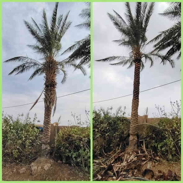 تكريب وتنضيف النخيل 🌴🌴

للأتصال *********** 📞

قبل وبعد التكريب والتنضيف 👇👇
