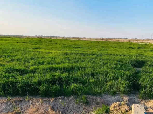 5 دوانم للبيع على المشروع الاراضي مباشرتا
العنوان تاجي ذراع دجله تباع دونم فما فوق 
صايره على شارع 10 مترات وواجهية الدونم 
الواحد 50×50 مربع منطقة امان وتكدر تعيش برفاهيه
وترفيه سعر الدونم الواحد 47 مليون جنس الارض طابو
سند 25 فتح بيان بسم المشتري اي تواصل او استفسار
على رقمي متوفر بي واتساب *********** واتساب بمطقه شيخ عامر
