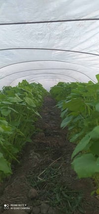 يوجد لدينا بذور بانيا فرنسيه بنت القوطيه الربعينيه متعهده شرط   الحوي ...