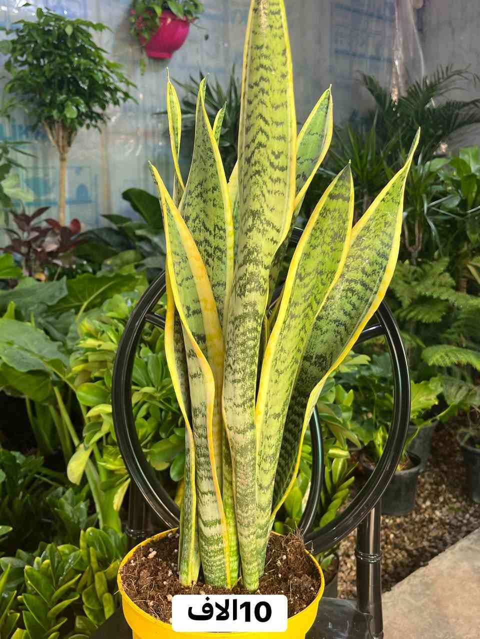 صباح المحبة على المتابعين الأحبة نعرض الكم الوجبة الأولى من النباتات الطبيعية 
بأسعار مناسبة جداً 
للتواصل معنا ***********
العنوان ديالى -بعقوبة -التحرير
