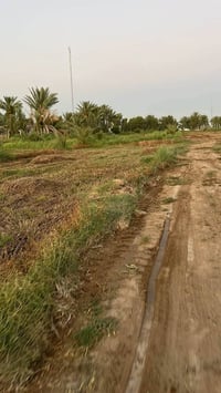 تبن • برسيم • حشيش ٥بشاير