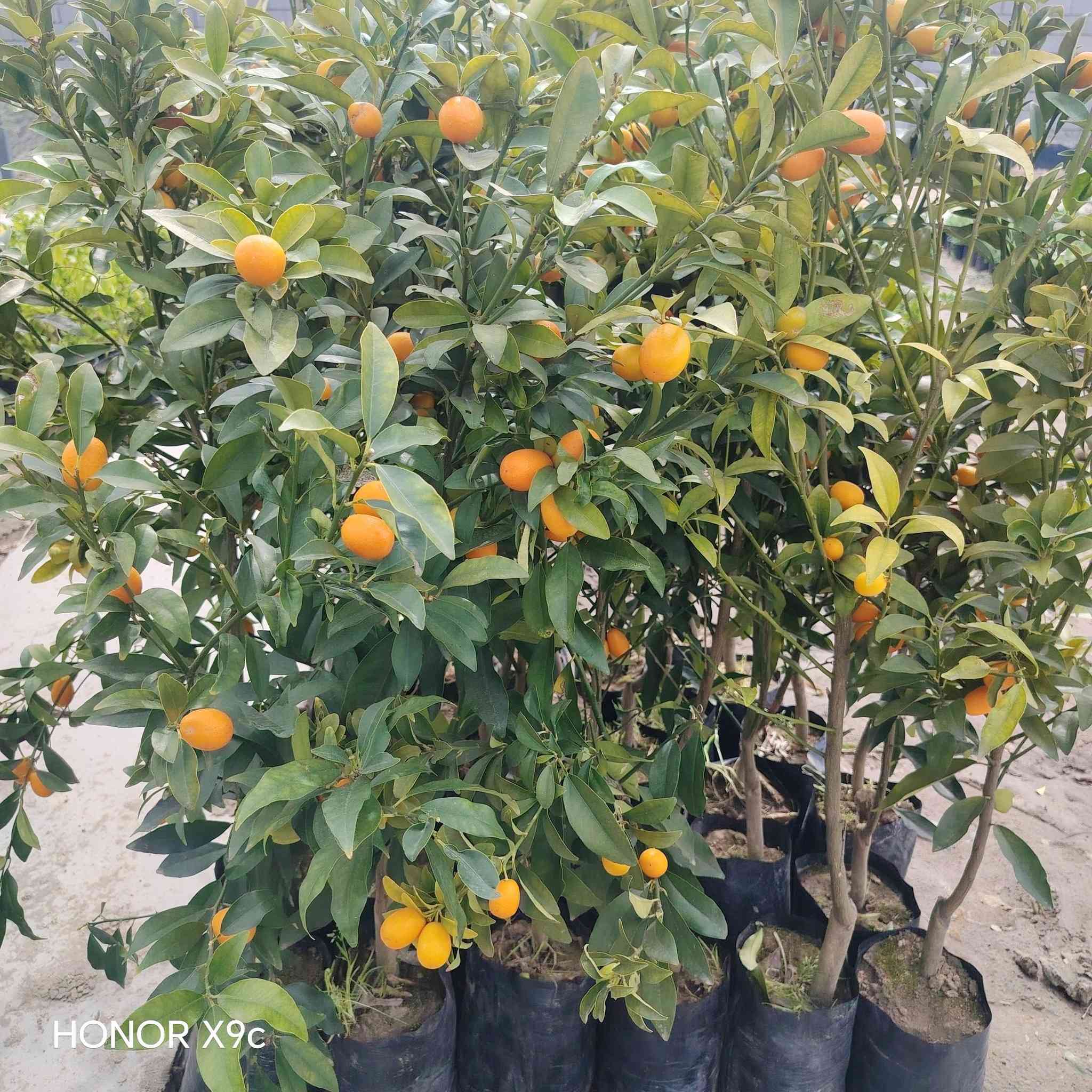 برتقال ياباني كمكوات مثمر ارتفاع أكثر من متر
سعر الشتله ٨٠٠٠.
للحجز والاستفسار الاتصال على الرقم *********** جاسم الخليفاوي العنوان الخالديه سده ابو فليس
