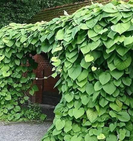 مشتل بيروميا  🌿
توفرت شتلات متسلق القنقينة (البلاب العراقي) 🍃✨

💰 السعر: 7 آلاف فقط
📏 الارتفاع: من 30 سم إلى 65 سم تقريبًا
🚚 التوصيل: متوفر لجميع محافظات العراق

🌱 المواصفات:
نبات متسلق سريع النمو، كثيف الأوراق، مناسب للأسوار والجدران والحدائق ويعطي تغطية خضراء جميلة.

☀️ التحمل:
يتحمل الحرارة وأشعة الشمس ويتأقلم بشكل ممتاز.

✨ الفوائد:
يضيف منظر طبيعي أنيق، يساعد على تزيين المساحات الخارجية، ومناسب لعمل ساتر أخضر جذاب.

📞 للطلب والاستفسار: ***********
🌿 وفر لحديقتك لمسة خضراء مميزة مع متسلق القنقينة 🌿
