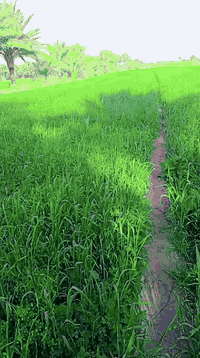 يوجد ضمان جت عالي خير من الله مستحق حش دونمين ويريد على شكه هم عادي يريد على دونم بيه خير ويدلل *********** بابل قضاء الكفل ع شارع لامام زيد بن علي 50متر عن شارع العام
