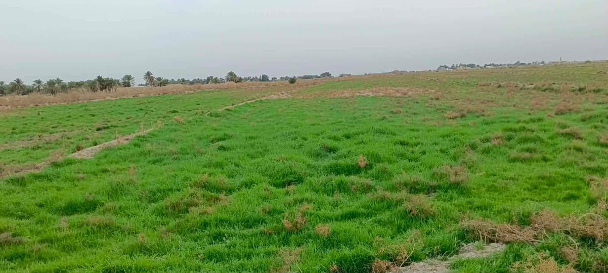 دغل للبيع مساحة واسعة من الأرض للاستفسار أكثر اتصال أو مراسلة واتساب مكان ناصريه قضاء الاصلاح
***********
