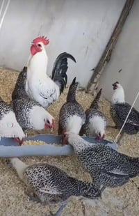 مكلف بالنشر يتوفر افراخ دجاج (فيومي)    العمر إسبوعين ملقحات الزوج بأل...