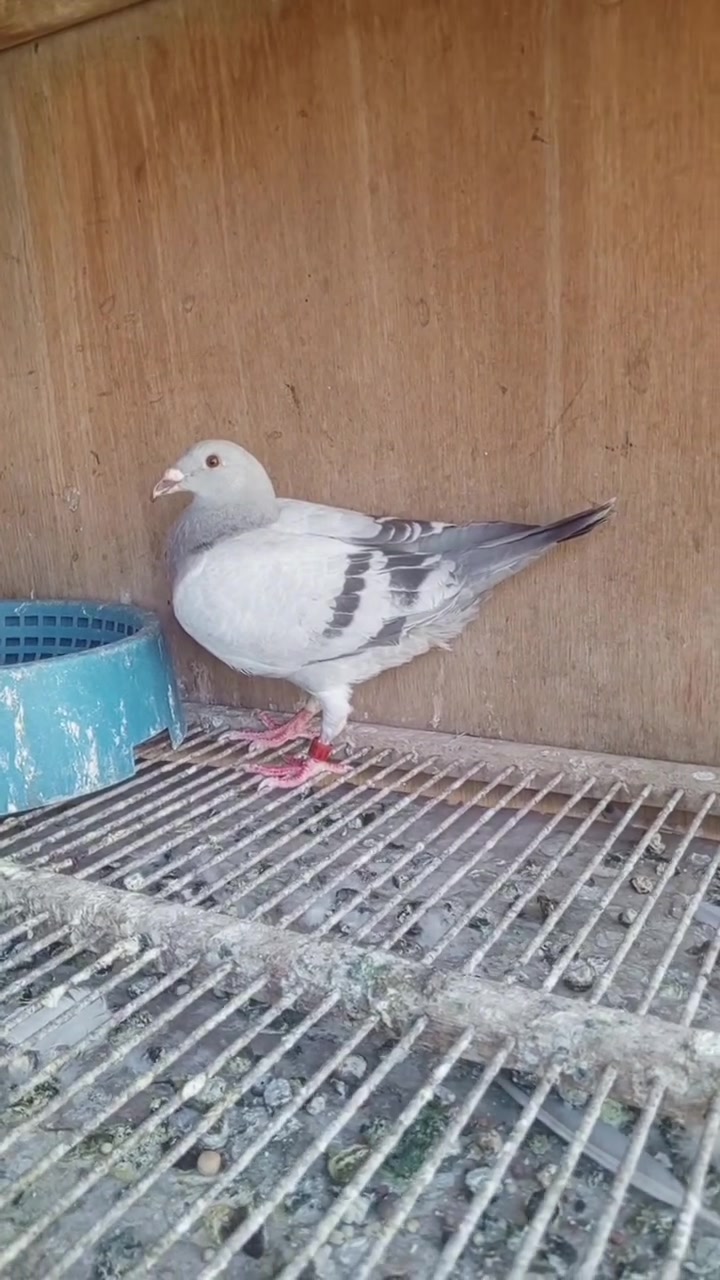 السلام عليكم مكلف بل نشر
متاح تك دلبر رابطته 2026 مخلف محير ما اعرفه طيره لو فحل طير مرتب واضح بل تصوير 

مكاني بغداد حي ؤر ام الكبر والغزلان وهذا رقمي ***********
