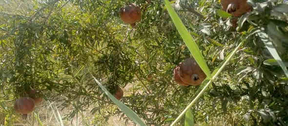 الف متر  للبيع طابو زراعي سند 25 تحويل مباشر بسم المشتري العنوان بغداد ناحية الراشديه الواجهه 20 للاستفسار الاتصال على الرقم *********** مكتب العبيدي للعقار
