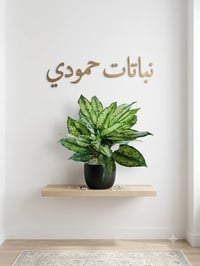 نباتات زينة • نباتات ظل • نباتات خارجية • زرع • اشجار زينة • حديقة • ن...