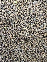 بذور سيسبان • ذي قار الفجر • جملة ومفرد